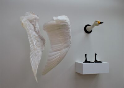 FUGL I, hals og hoved, fødder og vinger fra sangsvane, 73x140x68, triennalen Fugl på Johannes Larsen museet