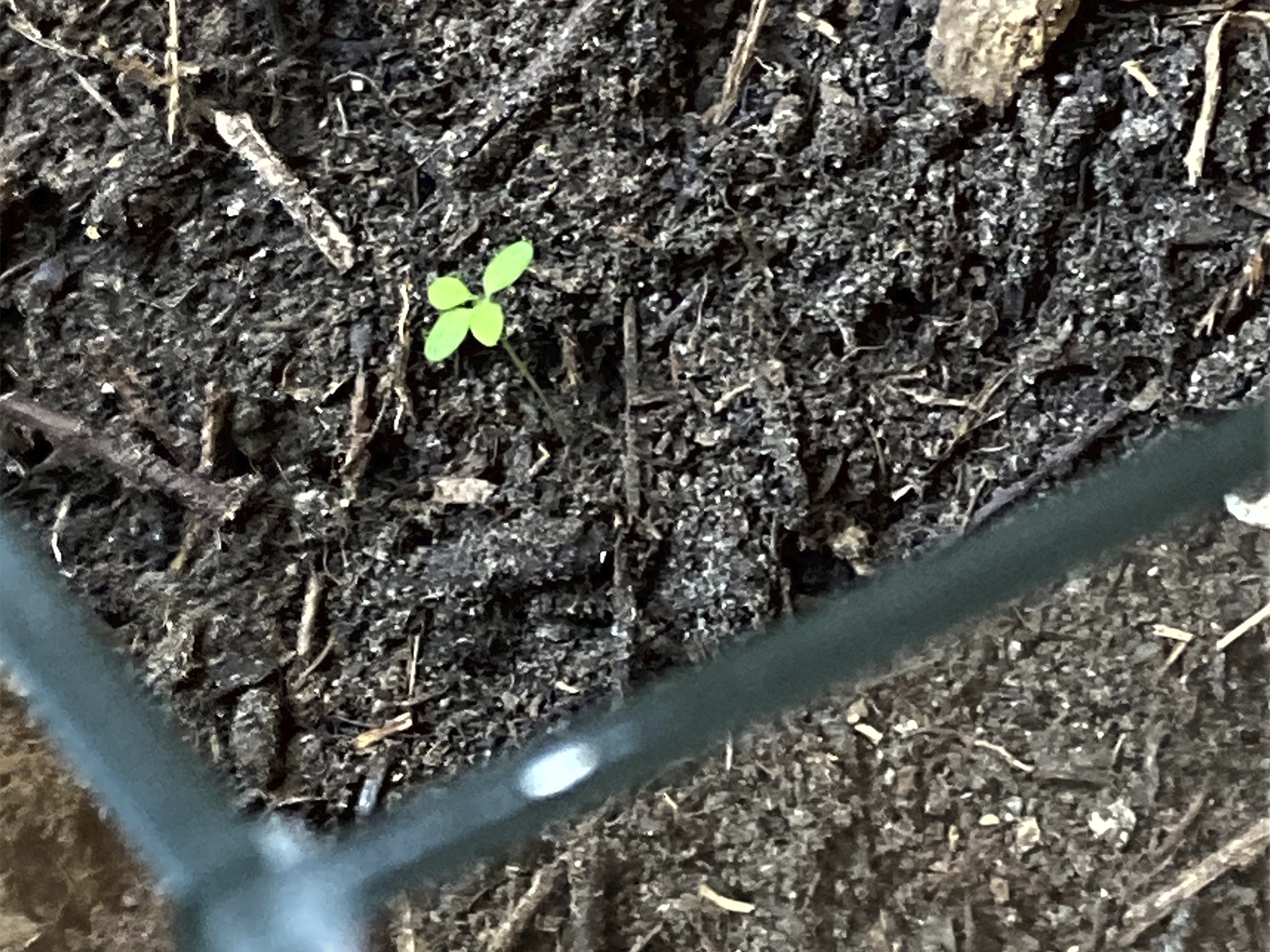 Measuring the Unknown I performance udstillingen UDENFOR INDENFOR, Arresten Hjørring. eget foto