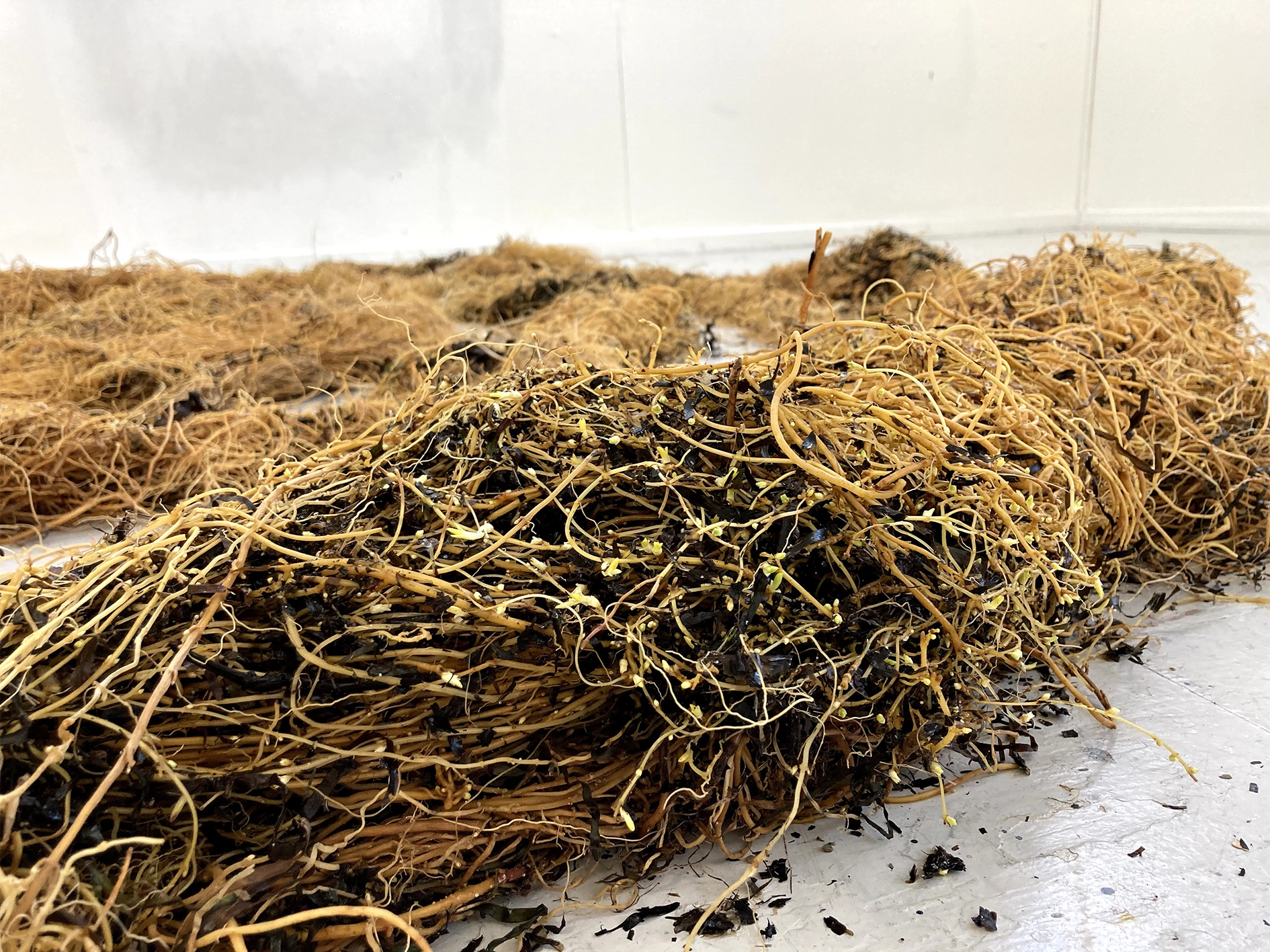 Measuring the Unknown I Udstillingen UDENFOR INDENFOR, Arresten Hjørring. foto: Olivia Valbak Kamrart